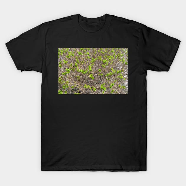 Outdoorsman, Spring Time Buds, Nature Photography T-Shirt by Tenpmcreations